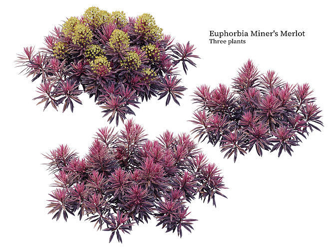 Euphorbia Miners Merlot 3D model