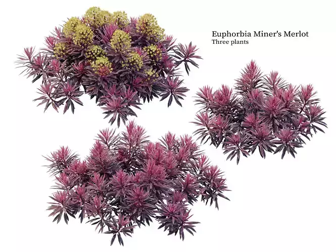 Euphorbia Miners Merlot 3D model