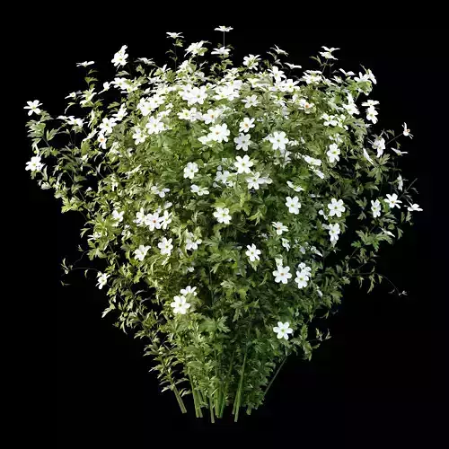 romneya coulter Plant 02