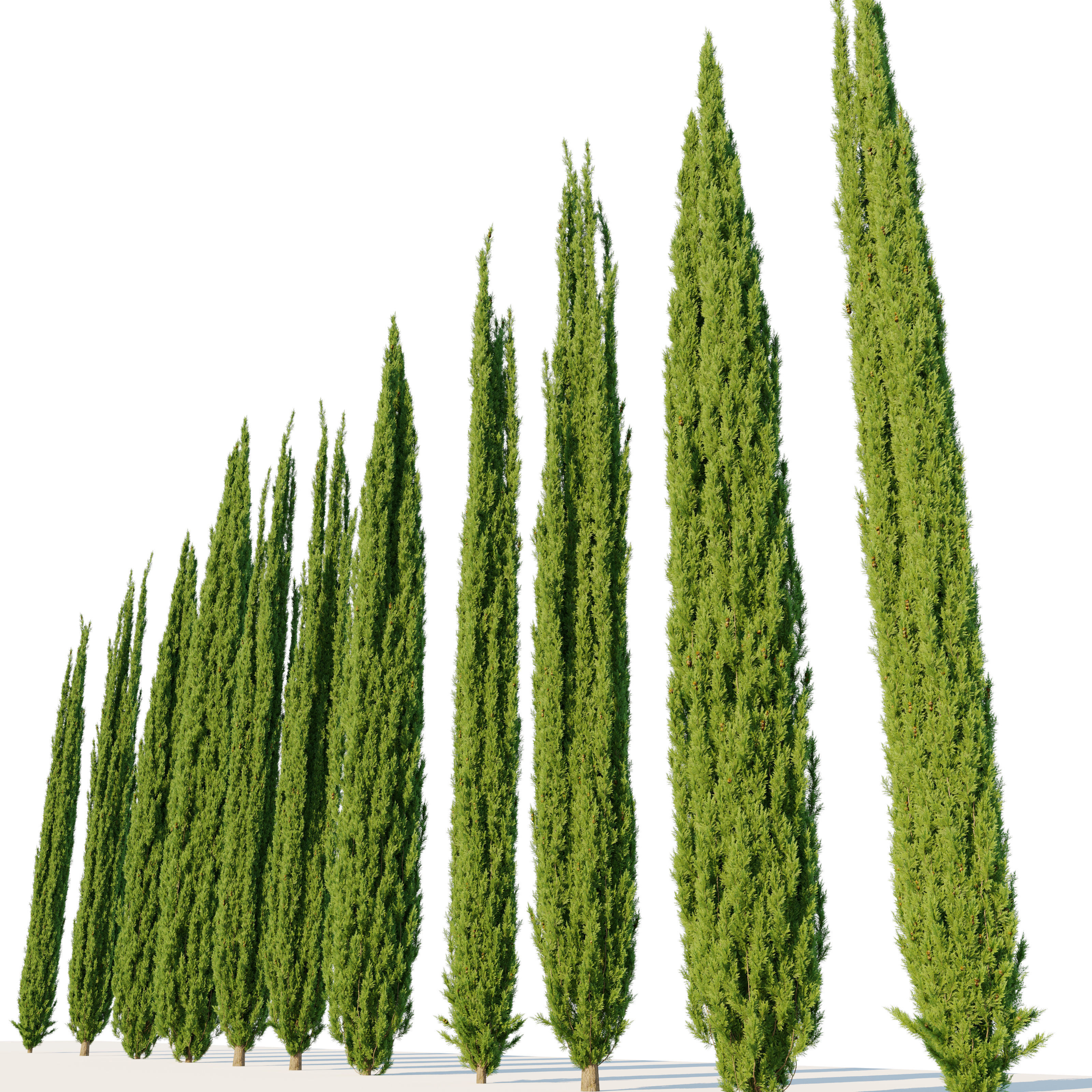 Italian Cypress 07 3D model_1