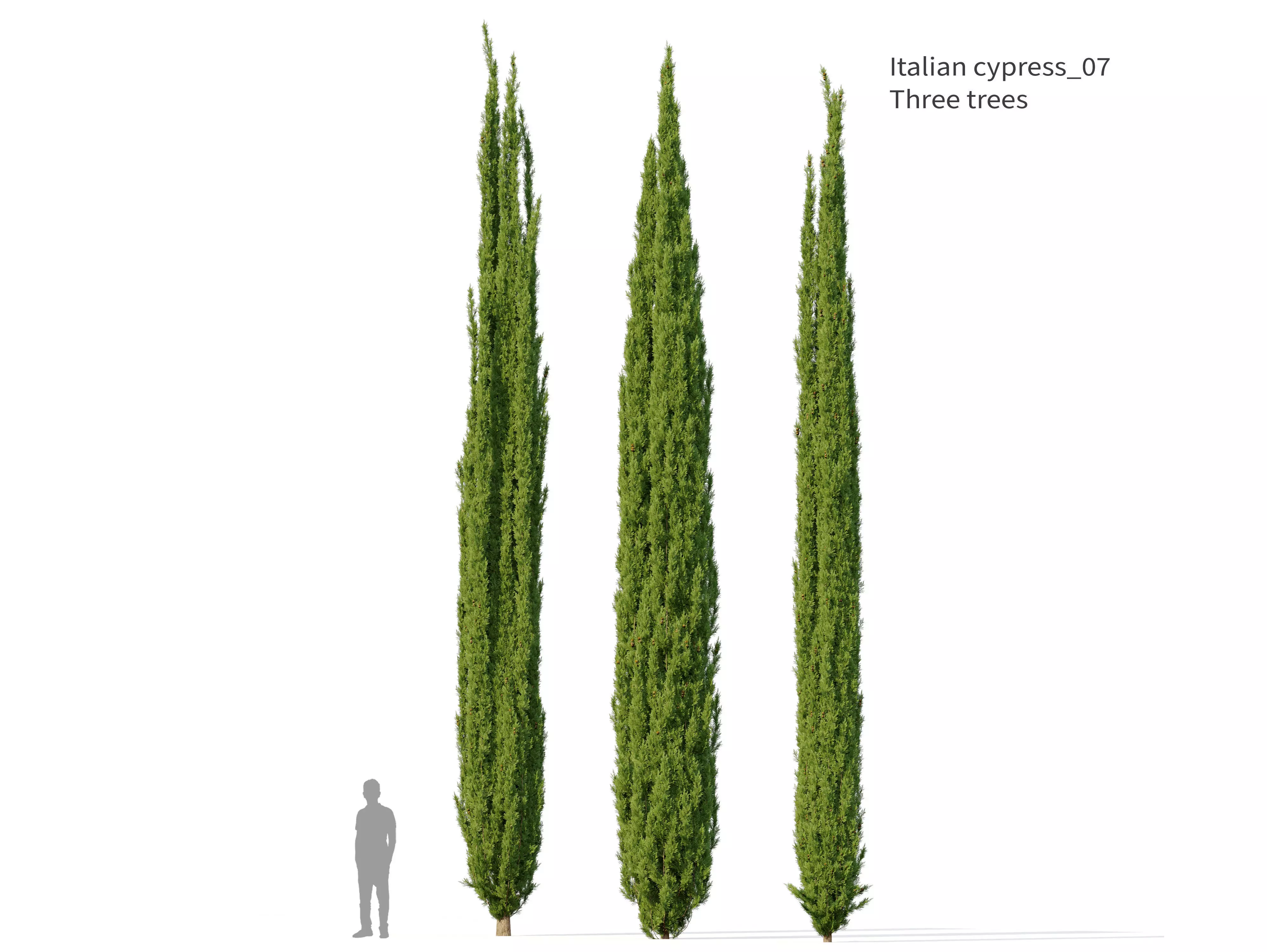 Italian Cypress 07 3D model_0