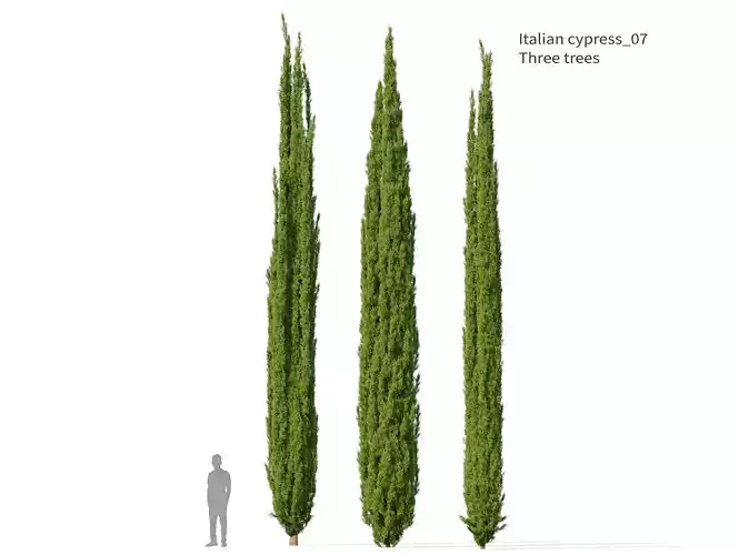 Italian Cypress 07 3D model