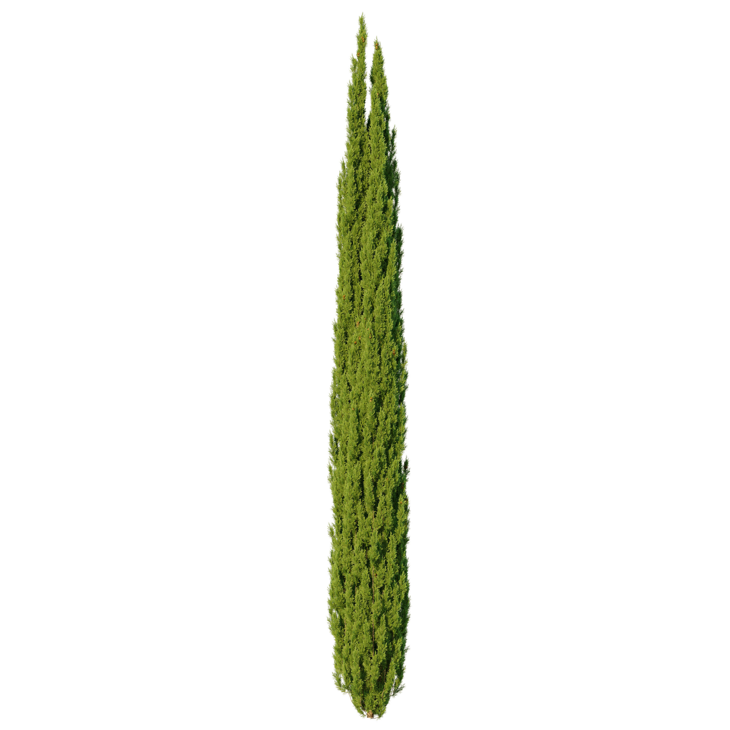 Italian Cypress 07 3D model_3
