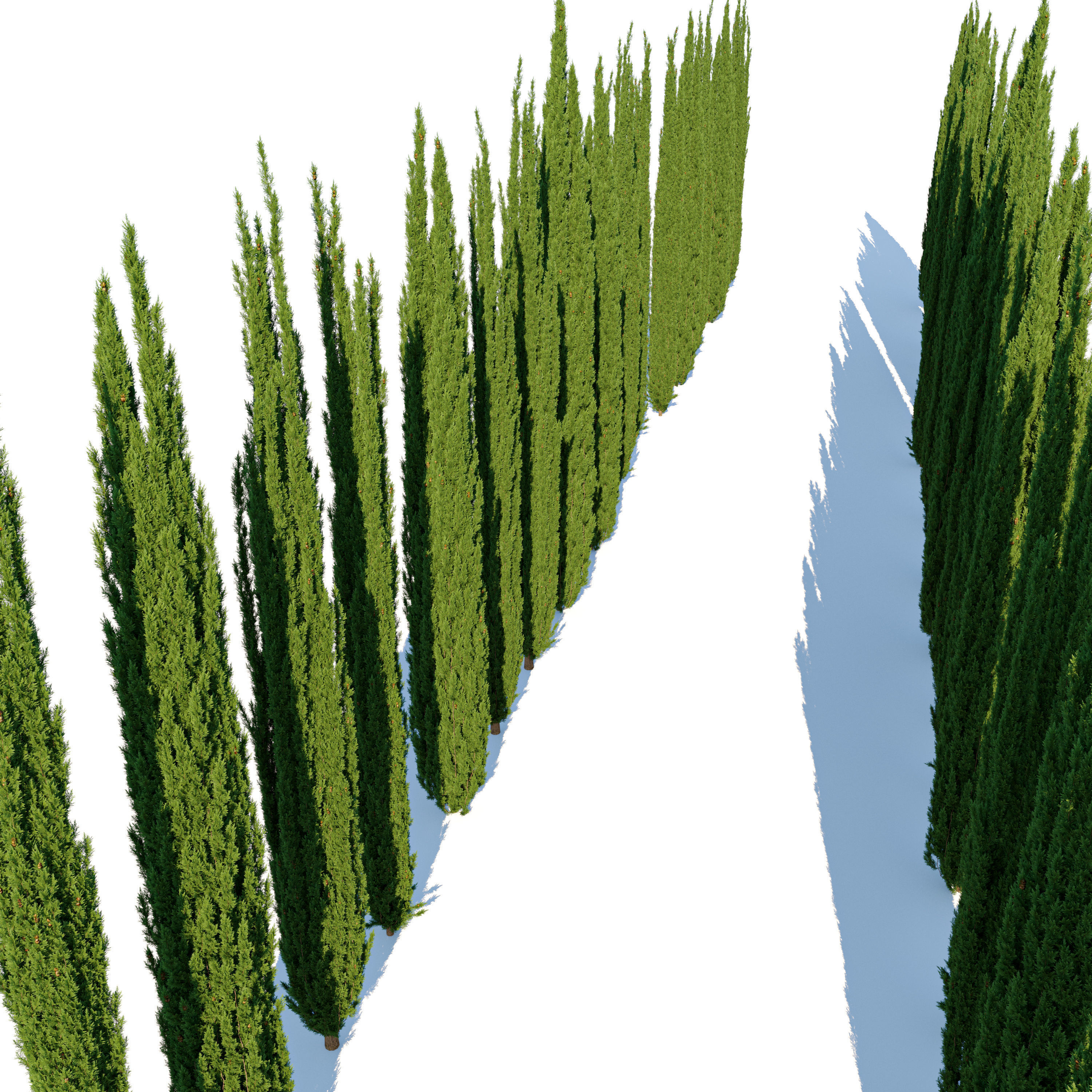 Italian Cypress 07 3D model_2