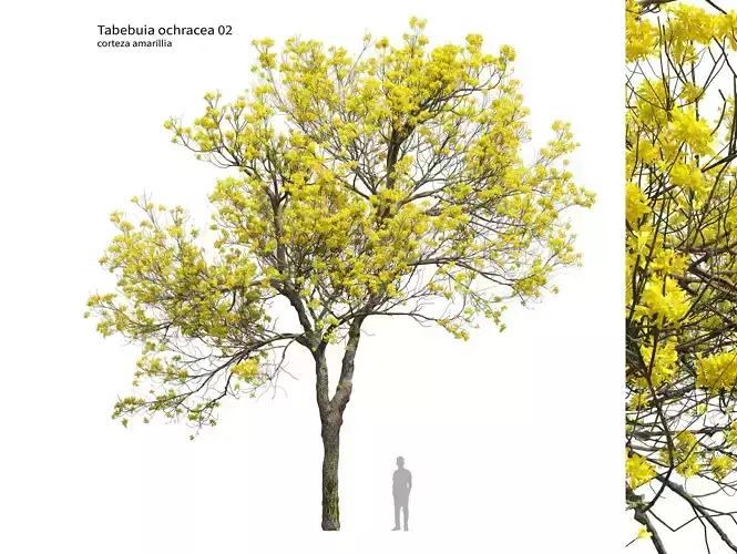 Tabebuia ochracea 02