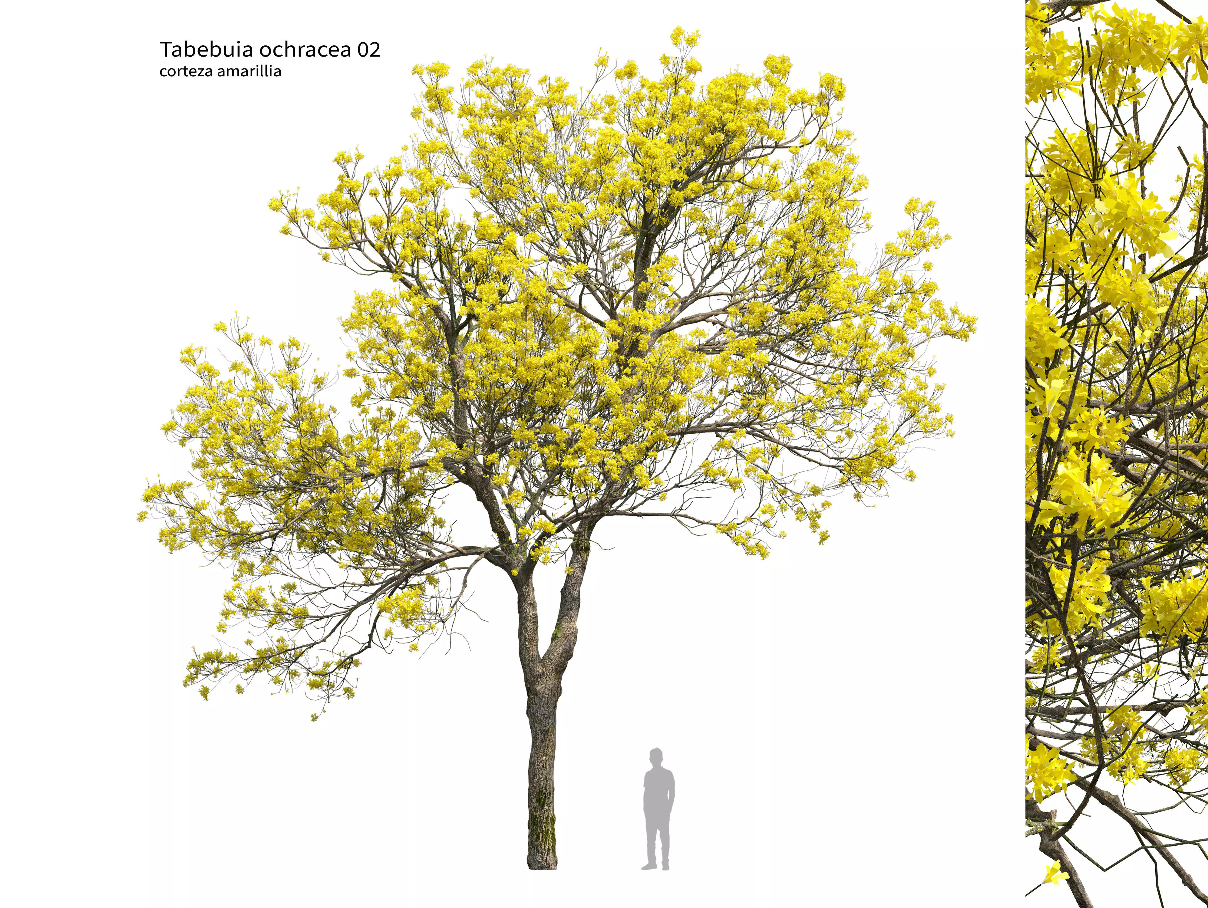 Tabebuia ochracea 02 3D model_0