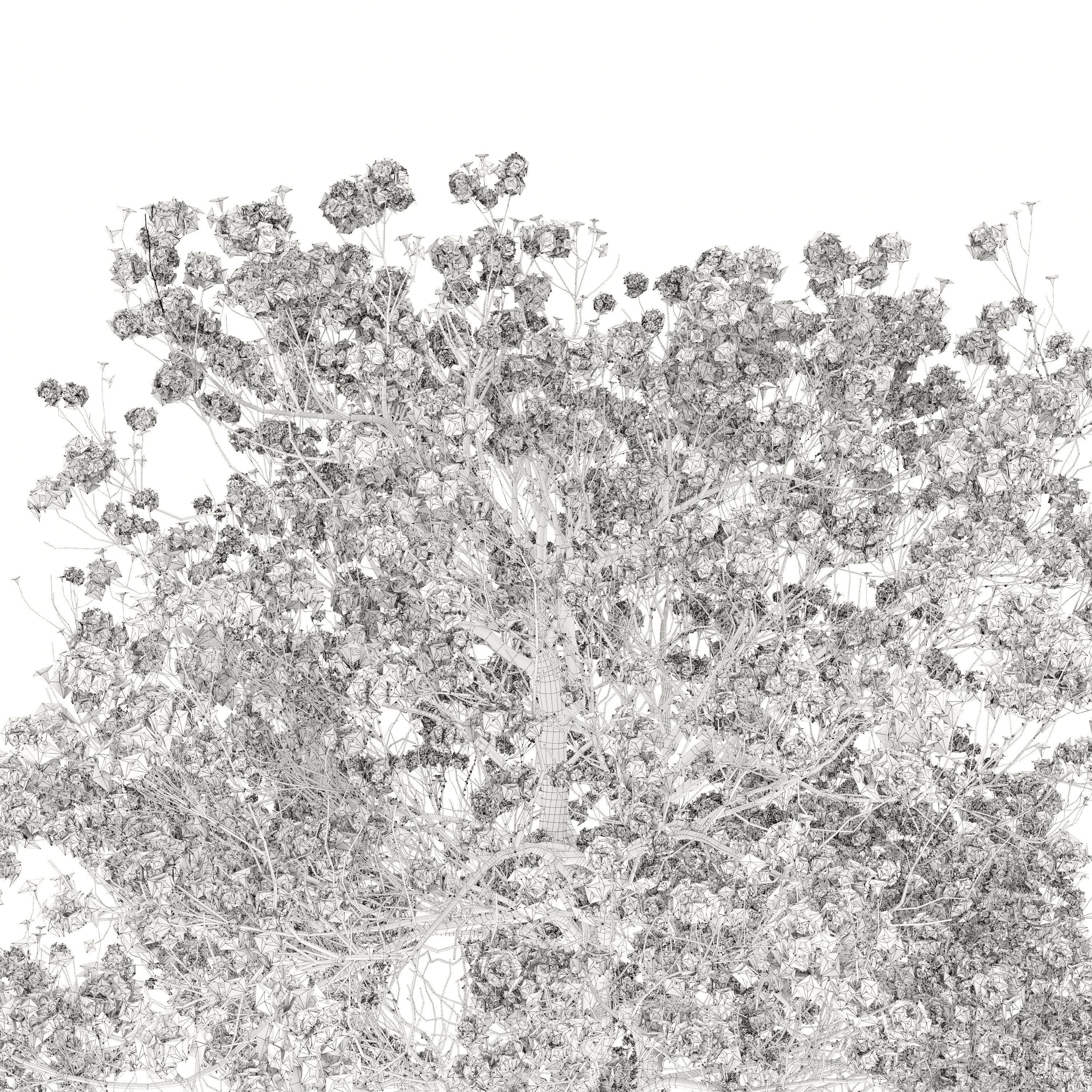 Tabebuia ochracea 02 3D model_4