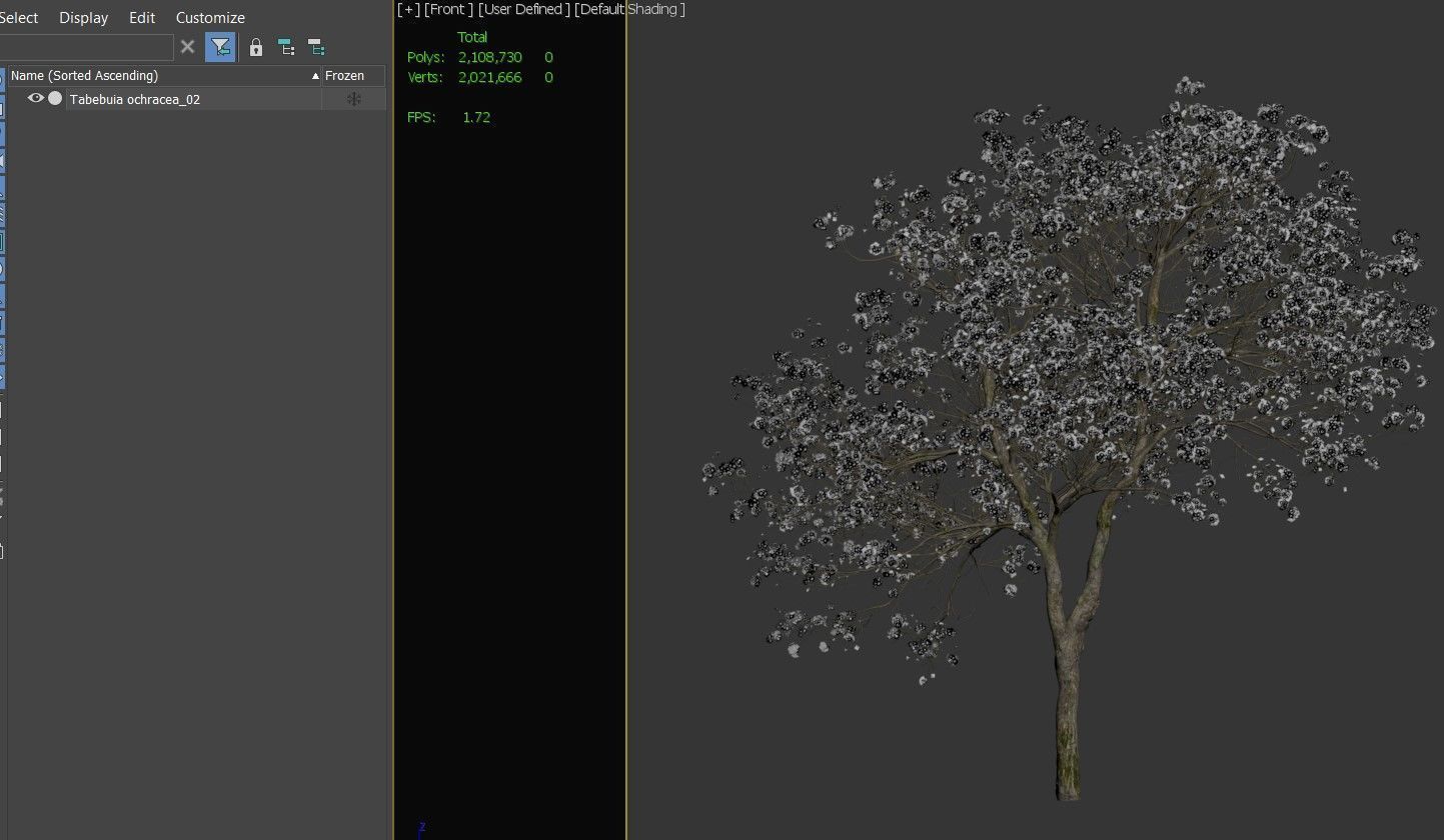 Tabebuia ochracea 02 3D model_5