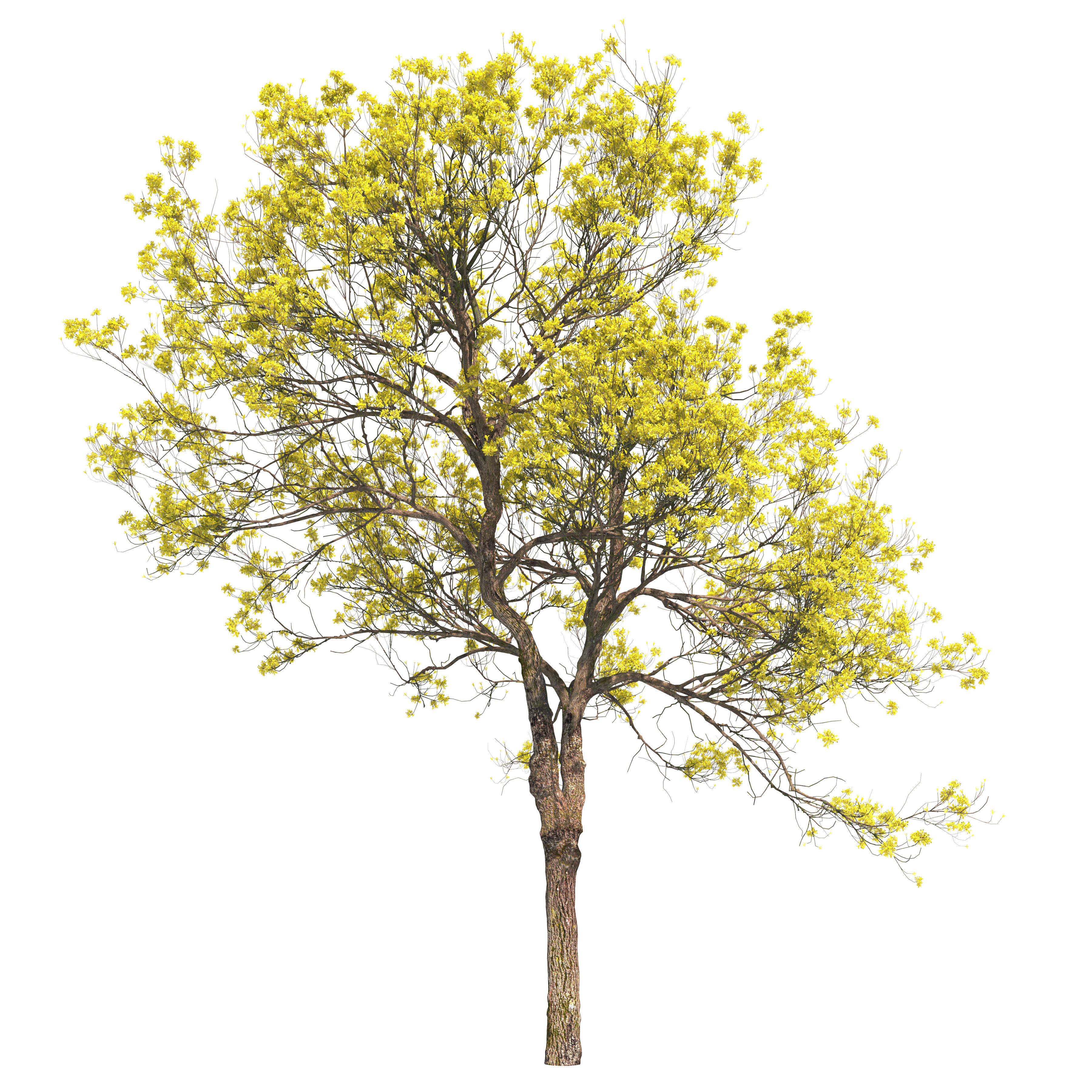 Tabebuia ochracea 02 3D model_1