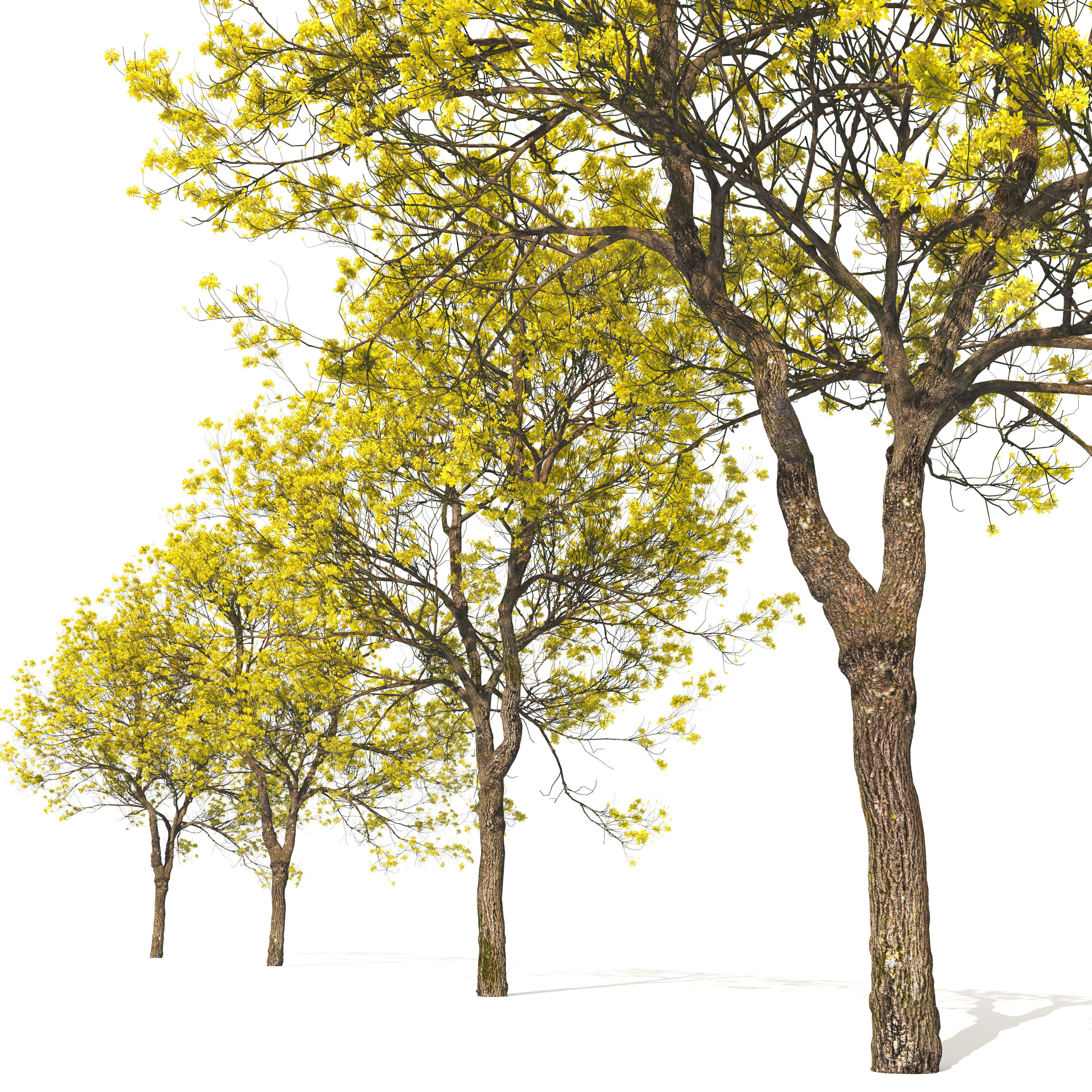 Tabebuia ochracea 02 3D model_2