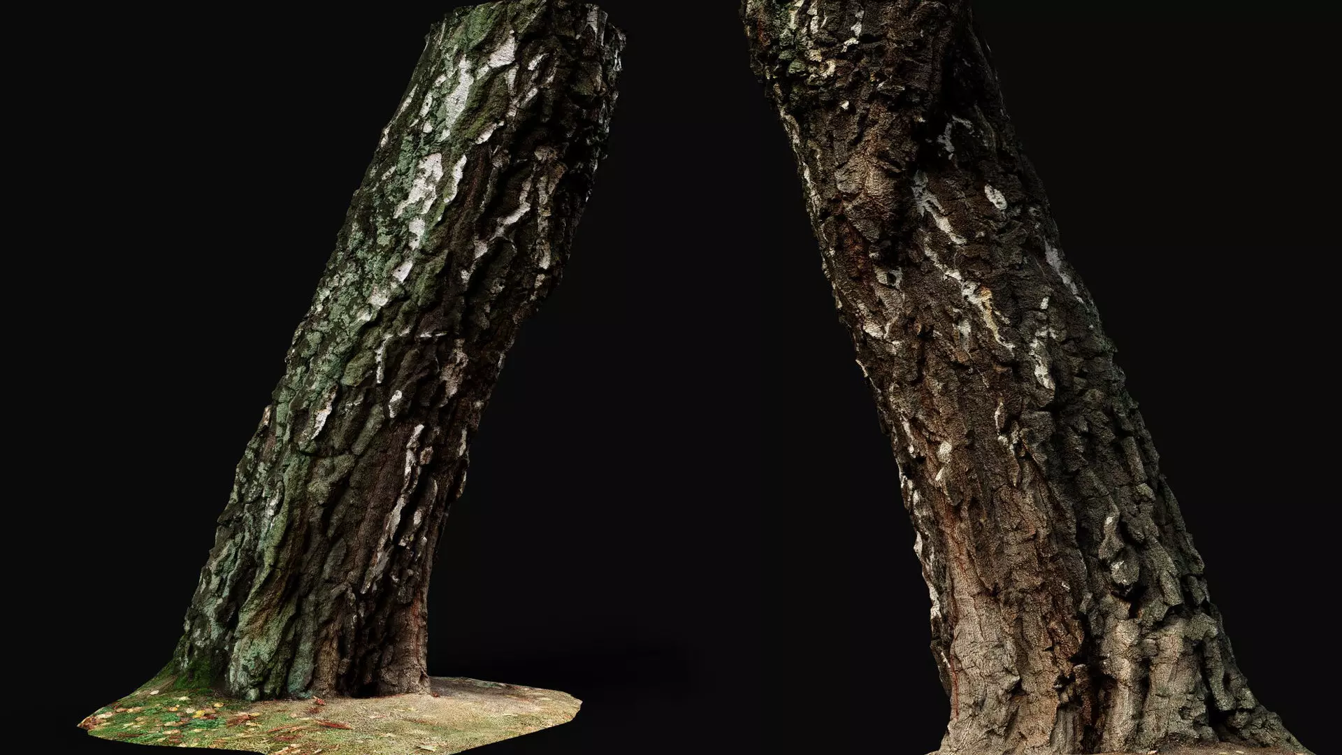 birch old tree trunk high-detail photogrammetry Low-poly 3D model_0