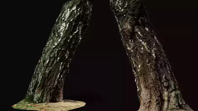 birch old tree trunk high-detail photogrammetry