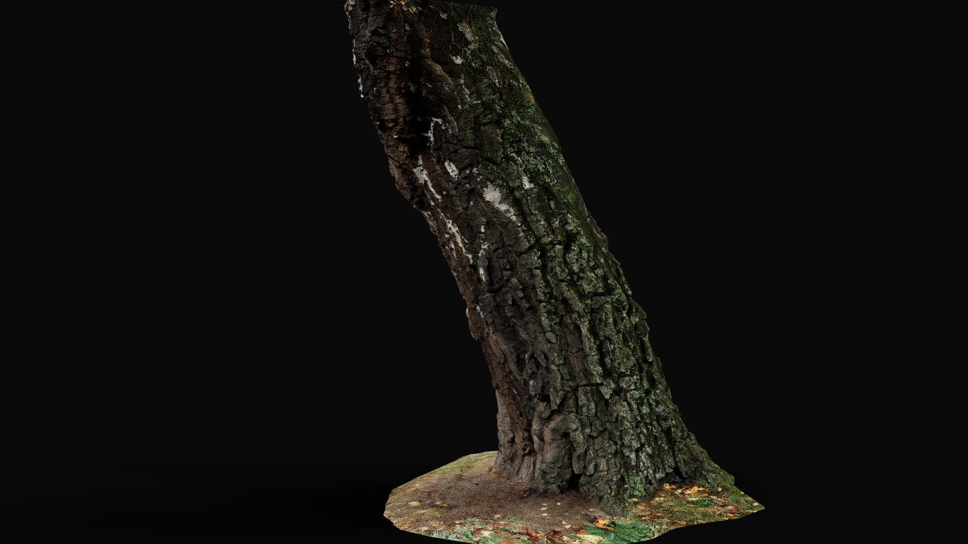 birch old tree trunk high-detail photogrammetry Low-poly 3D model_1