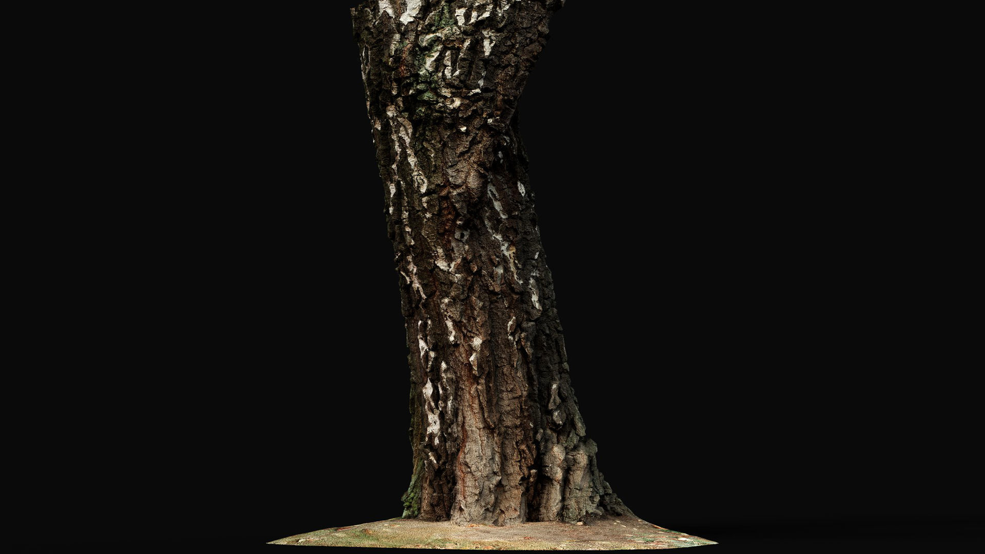 birch old tree trunk high-detail photogrammetry Low-poly 3D model_3