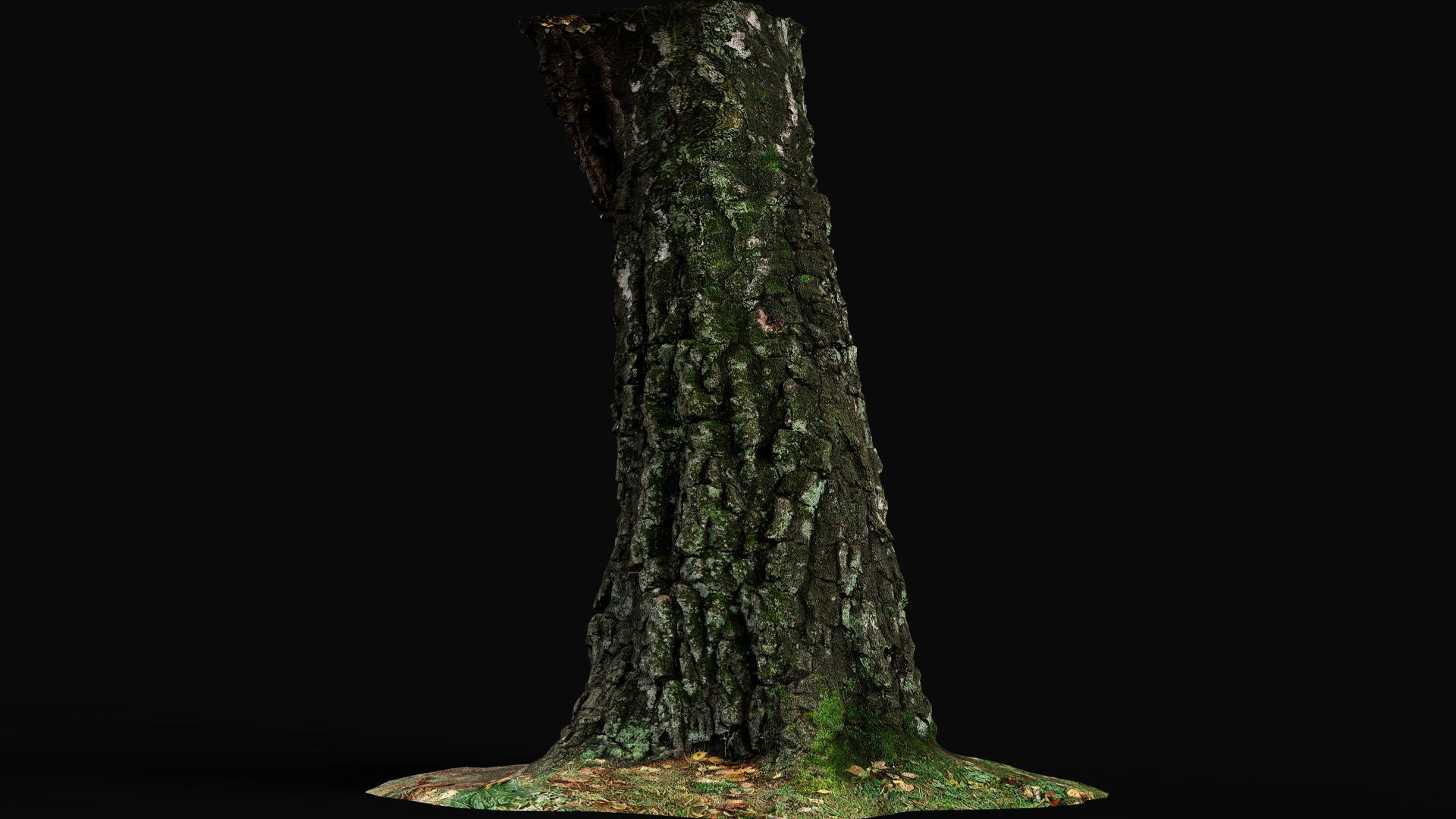 birch old tree trunk high-detail photogrammetry Low-poly 3D model_4