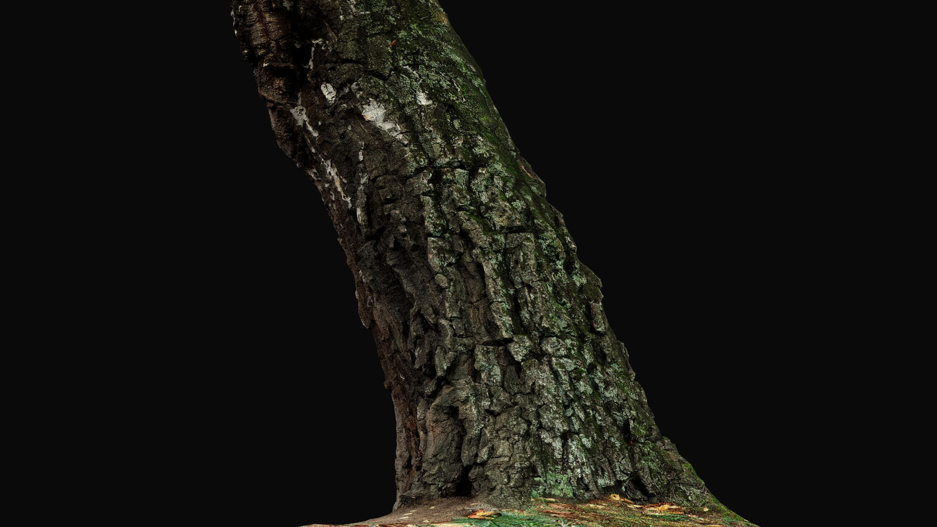 birch old tree trunk high-detail photogrammetry Low-poly 3D model_5