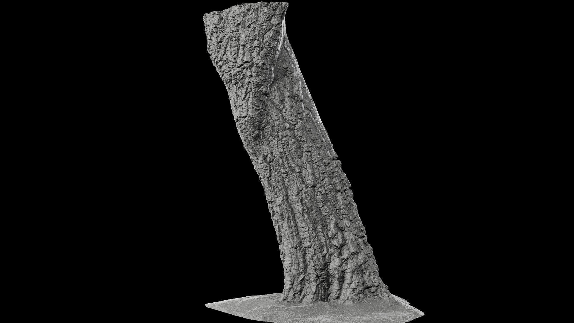 birch old tree trunk high-detail photogrammetry Low-poly 3D model_7
