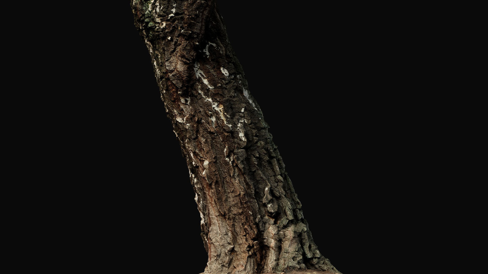 birch old tree trunk high-detail photogrammetry Low-poly 3D model_6