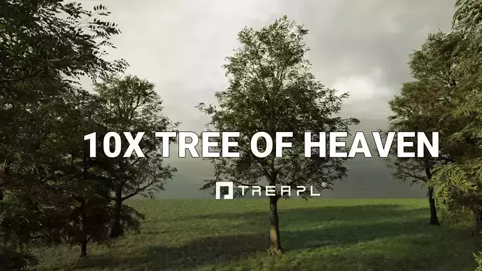 10X Tree of Heaven Ailanthus