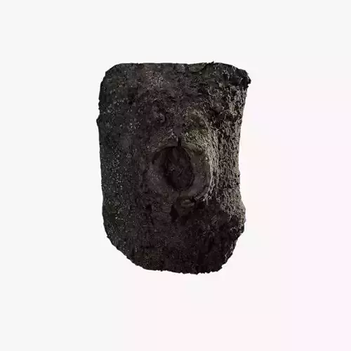 Anydrafts Magnolia grandiflora Burl 07