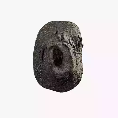 Anydrafts Magnolia grandiflora Burl 08