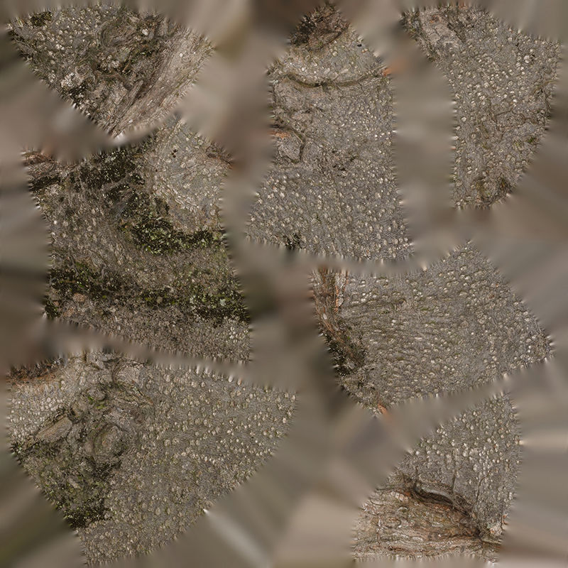 Anydrafts Magnolia grandiflora Burl 09 Low-poly 3D model_1