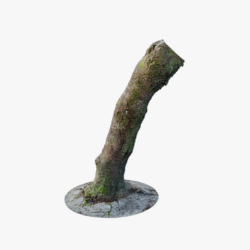 Anydrafts Magnolia liliiflora Trunk 01 Low-poly 3D model