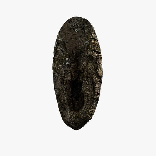 Anydrafts Magnolia officinalis Burl 02 Low-poly 3D model