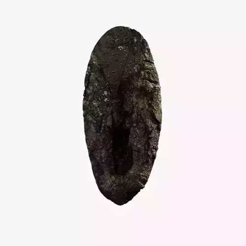 Anydrafts Magnolia officinalis Burl 02