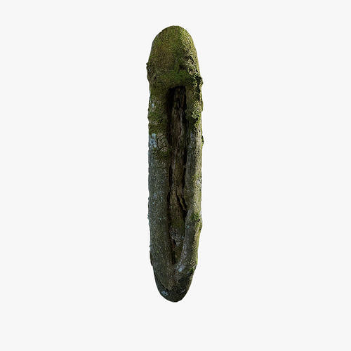 Anydrafts Magnolia officinalis Burl 04 Low-poly 3D model