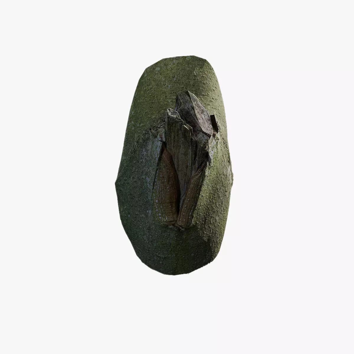 Anydrafts Magnolia officinalis Burl 06 Low-poly 3D model