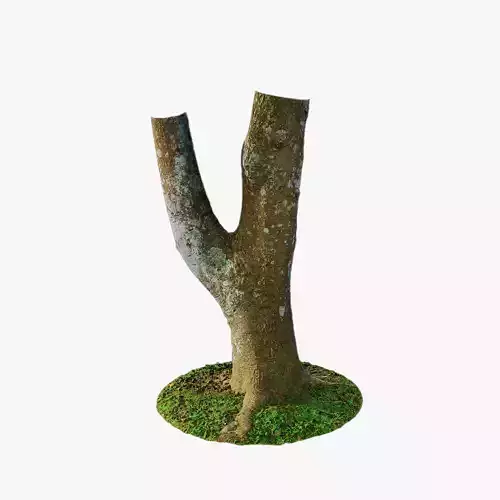 Anydrafts Mangifera indica Trunk 01 Low-poly 3D model