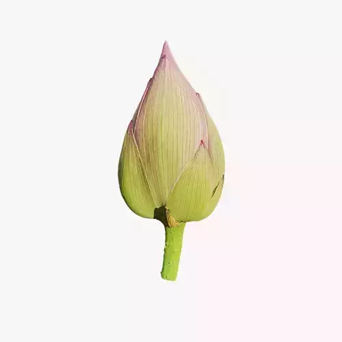 Anydrafts Nelumbo nucifera 01