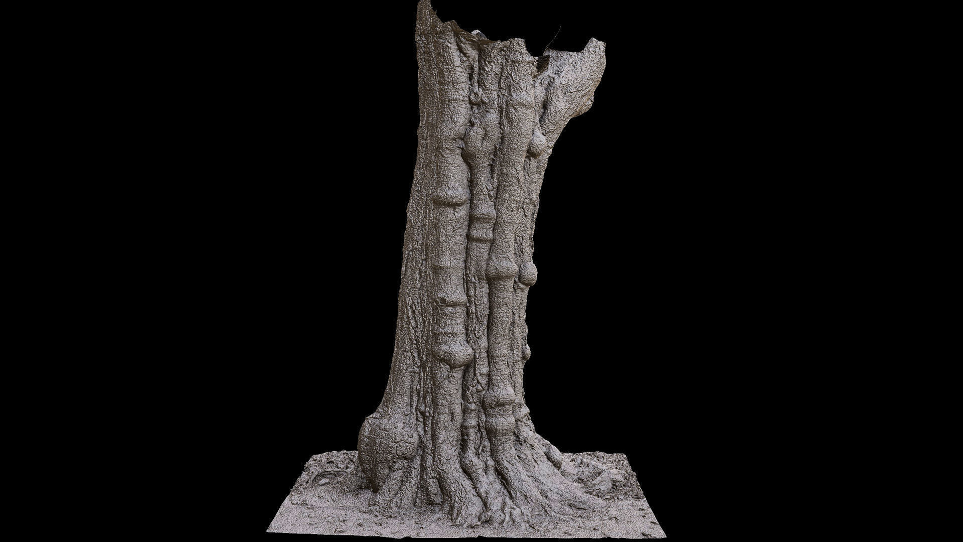 old tree sculpted trunk hdetail photogrammetry Low-poly 3D model_6