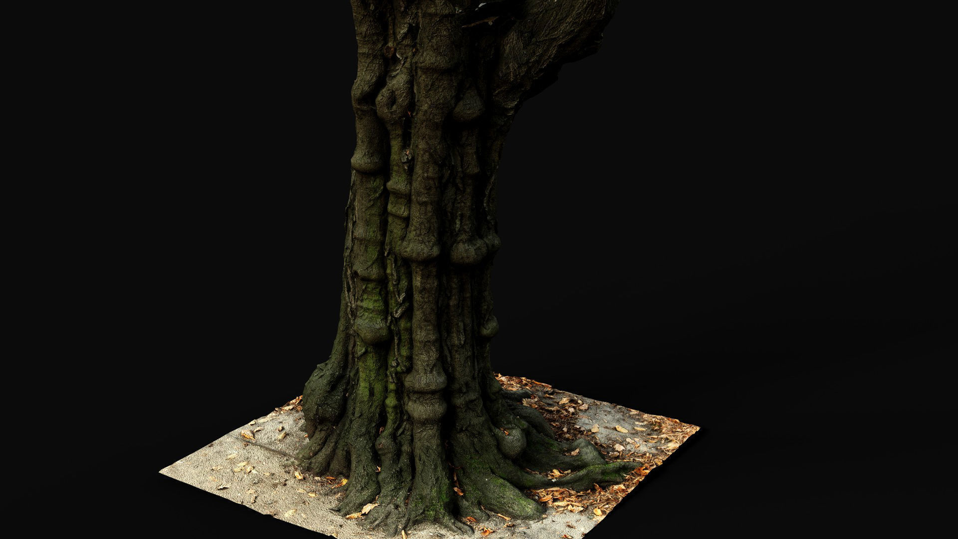 old tree sculpted trunk hdetail photogrammetry Low-poly 3D model_4