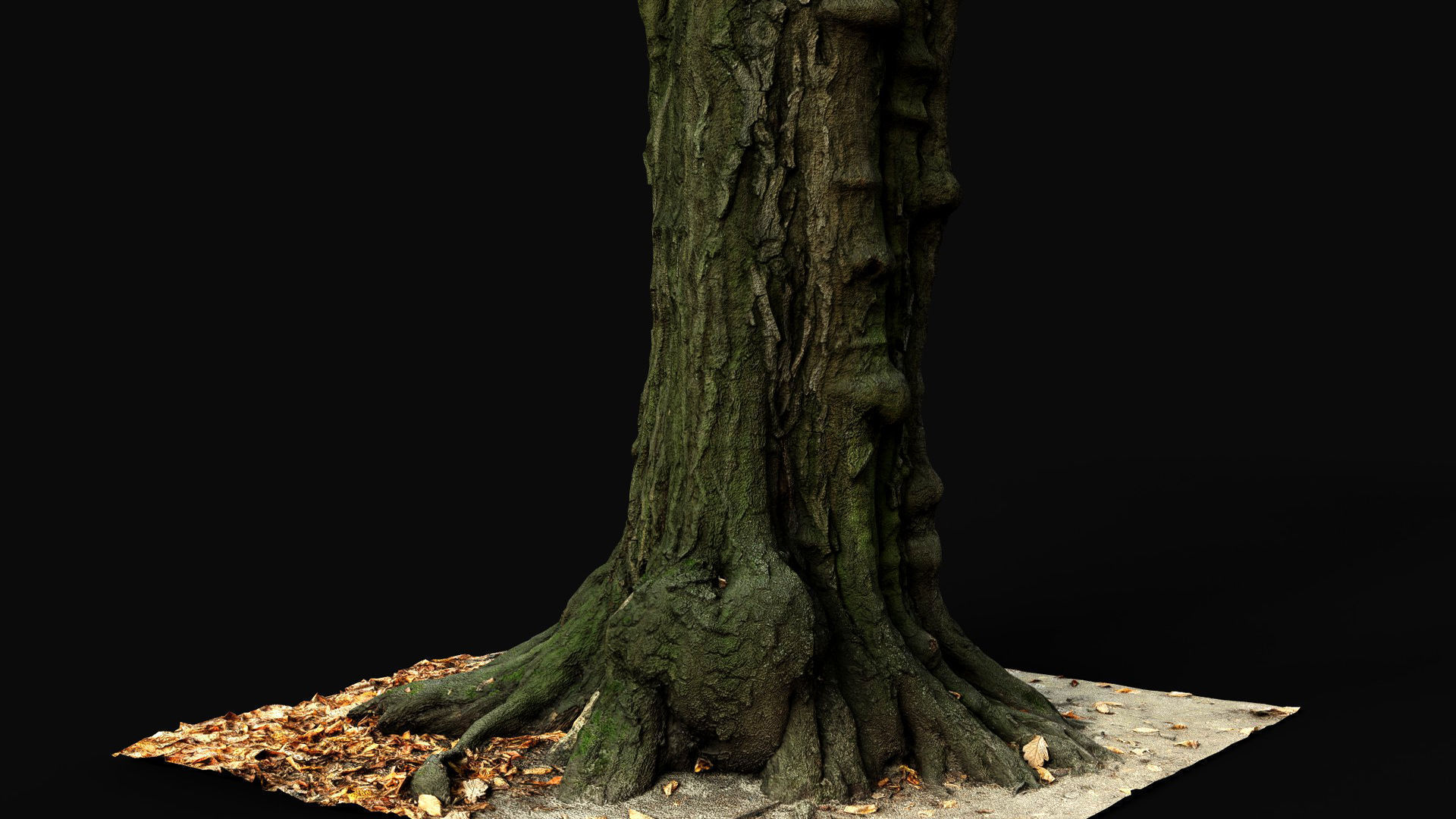 old tree sculpted trunk hdetail photogrammetry Low-poly 3D model_2