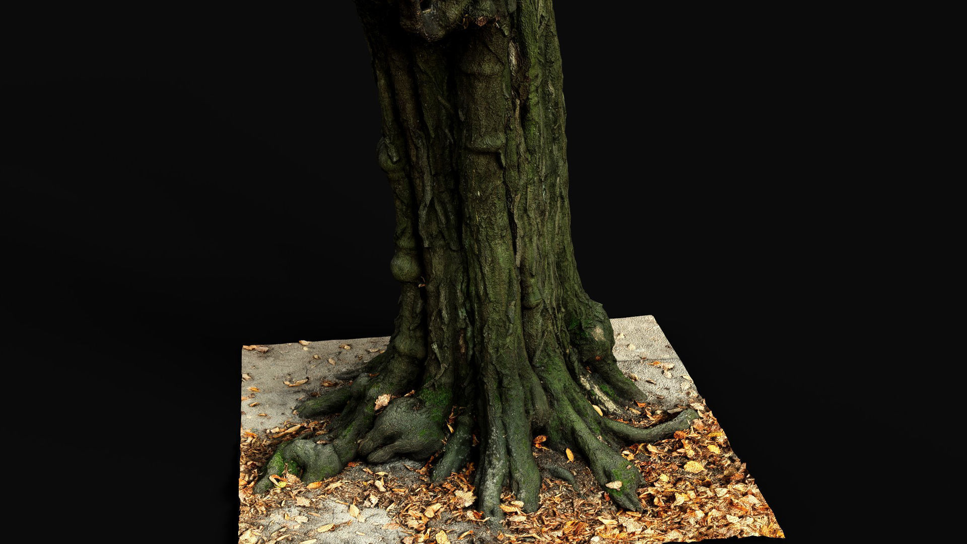 old tree sculpted trunk hdetail photogrammetry Low-poly 3D model_1