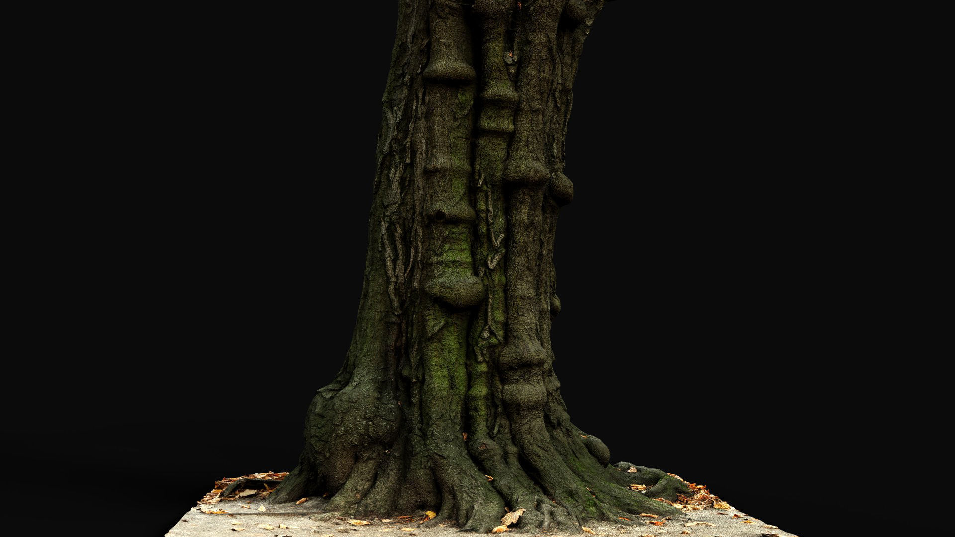 old tree sculpted trunk hdetail photogrammetry Low-poly 3D model_3