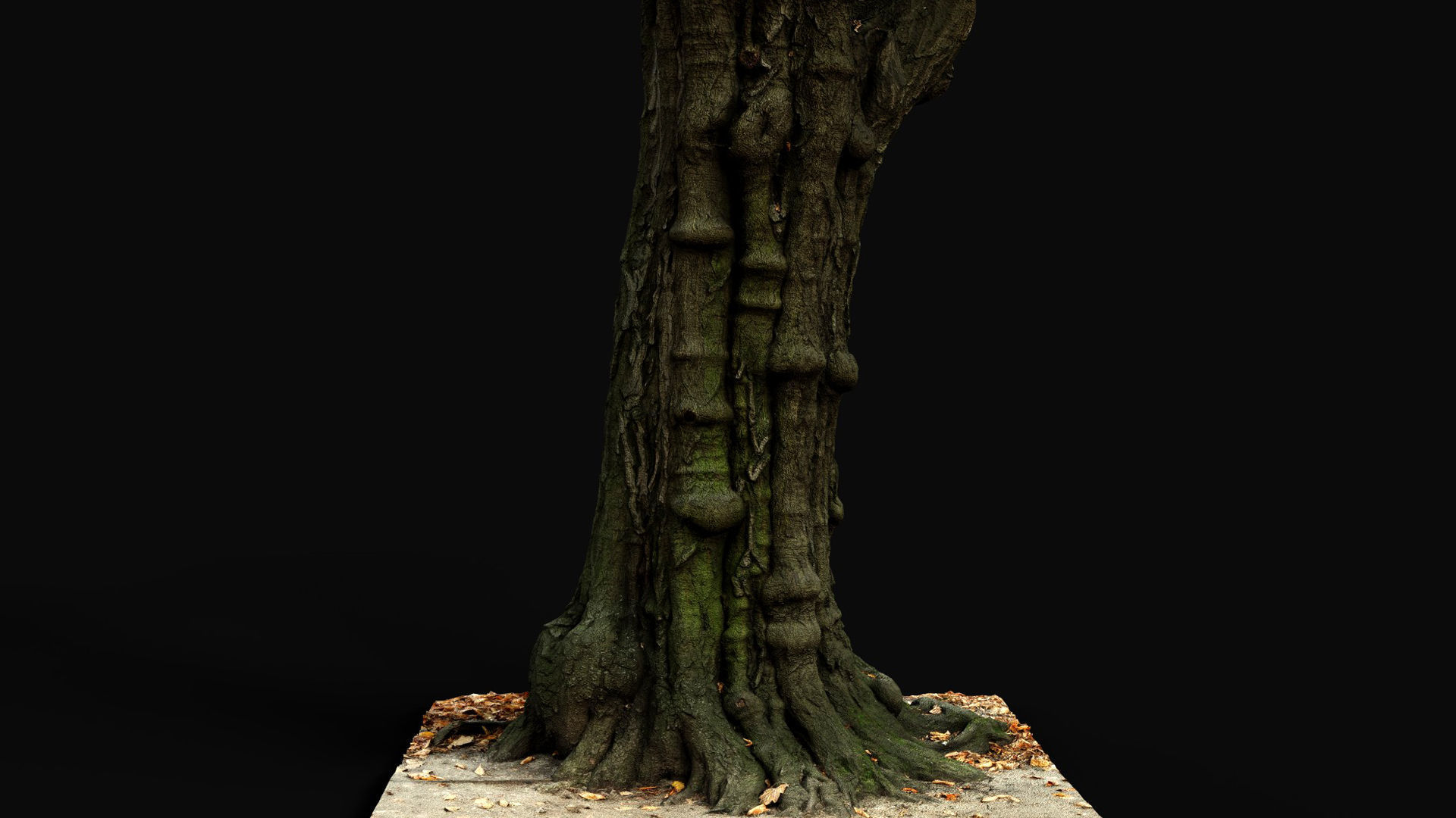 old tree sculpted trunk hdetail photogrammetry Low-poly 3D model_5