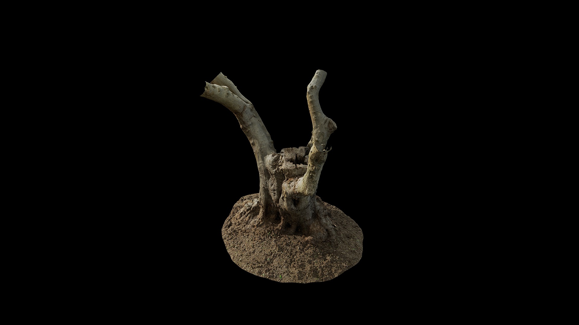 Anydrafts Olea europaea Trunk 01 Low-poly 3D model_5