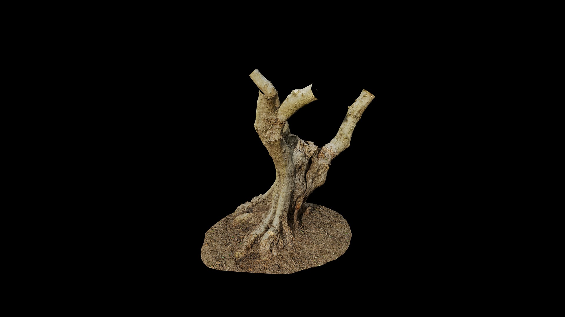 Anydrafts Olea europaea Trunk 01 Low-poly 3D model_6