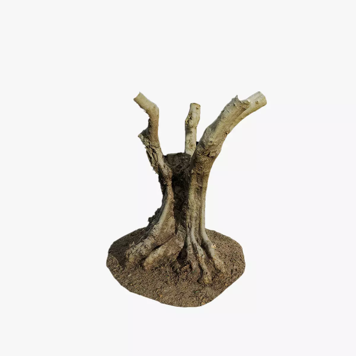 Anydrafts Olea europaea Trunk 01 Low-poly 3D model_0