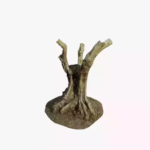 Anydrafts Olea europaea Trunk 01