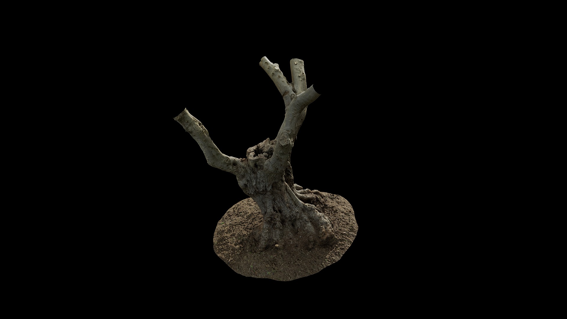 Anydrafts Olea europaea Trunk 01 Low-poly 3D model_7