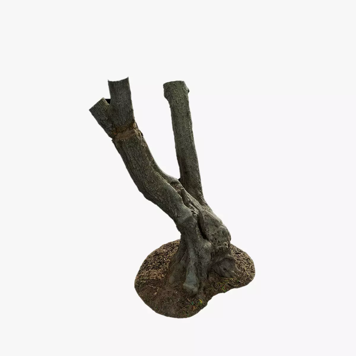 Anydrafts Olea europaea Trunk 04 Low-poly 3D model_0