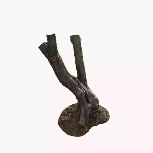 Anydrafts Olea europaea Trunk 04