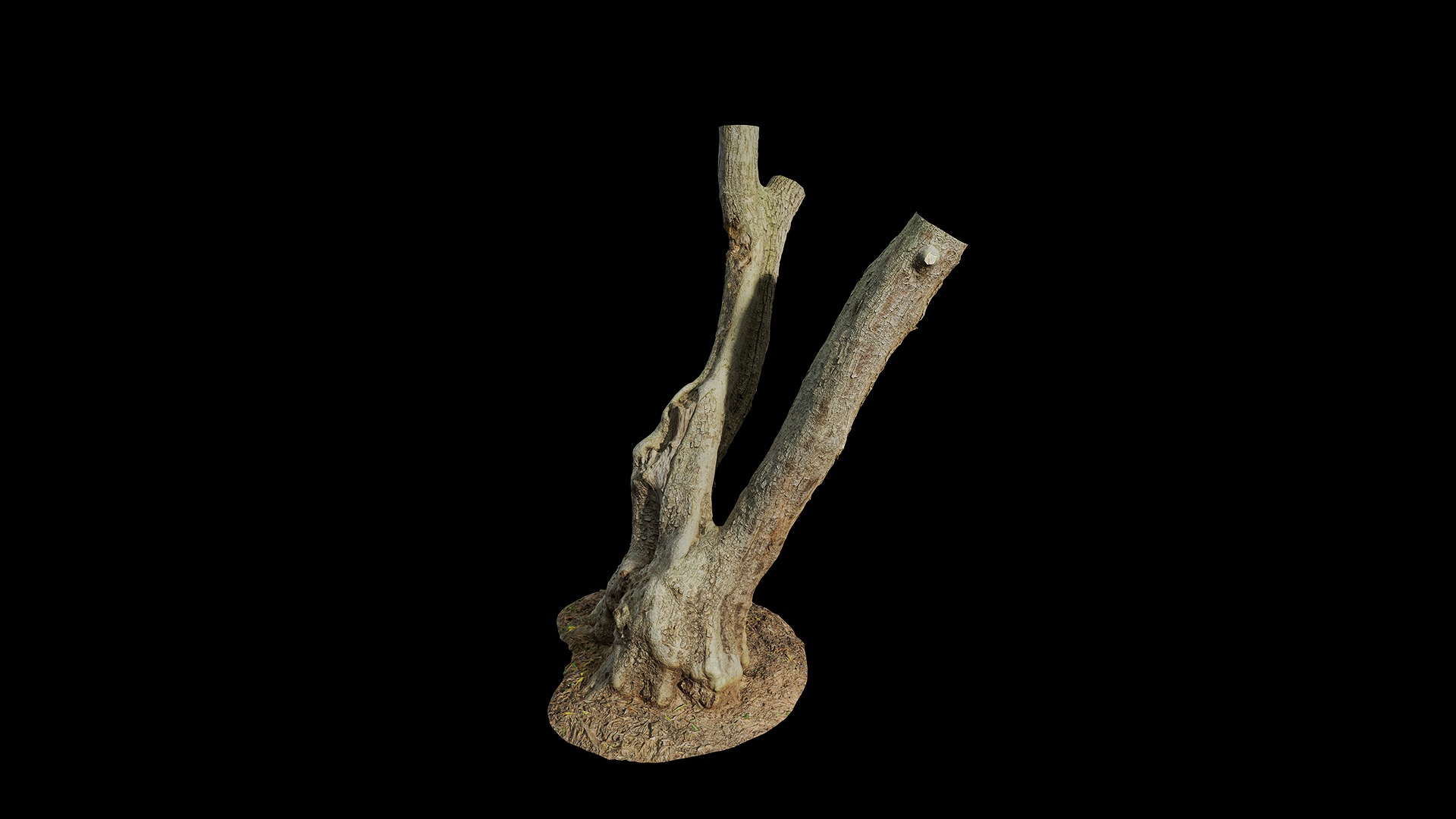 Anydrafts Olea europaea Trunk 04 Low-poly 3D model_4