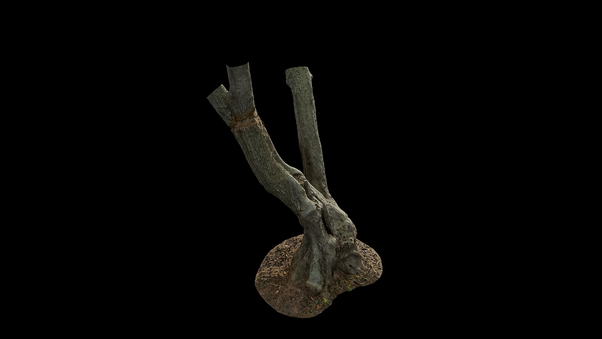 Anydrafts Olea europaea Trunk 04 Low-poly 3D model_2