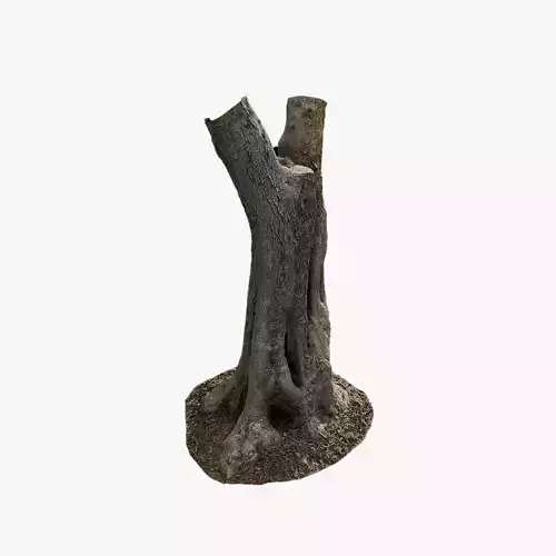 Anydrafts Olea europaea Trunk 05