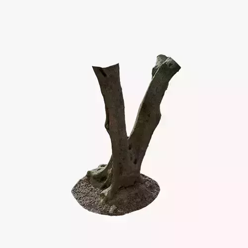 Anydrafts Olea europaea Trunk 06